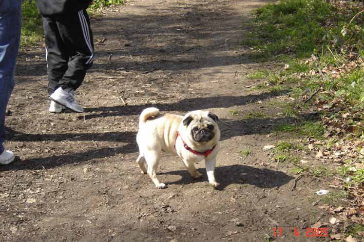 Pugsley in the woods