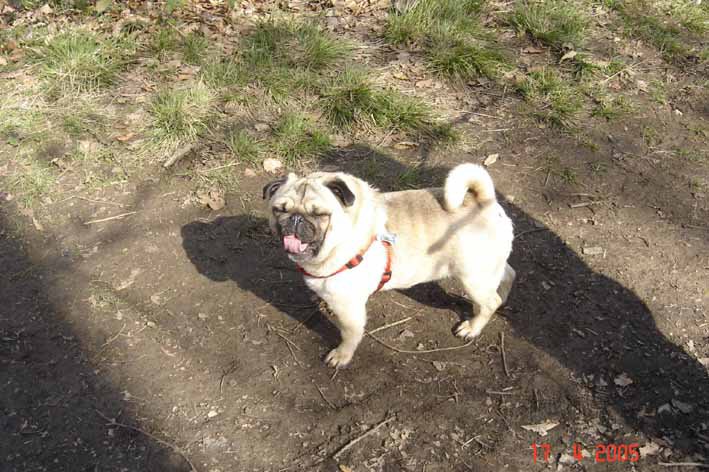 Pugsley standing