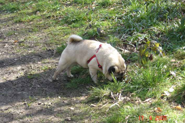 Pugsley sniffing the ground